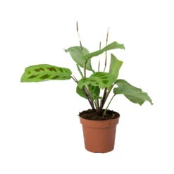 Maranta Leuconeura Var. Kerchoveana - Rabbit's Foot -HousePlants Shop Maranta leuconeura kerchoveana Rabbits Foot b4f618a5 70e4 470d b43c 1bbb1ffb211d