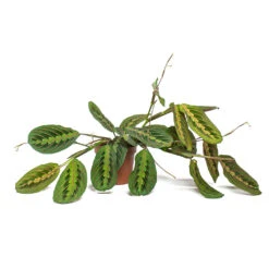 Maranta Leuconeura Var. Erythroneura - Herringbone Plant -HousePlants Shop Maranta leuconeura var erythroneura Herringbone Plant 12cm Trailing