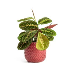 Maranta Leuconeura Var. Erythroneura - Herringbone Plant -HousePlants Shop Maranta leuconeura var erythroneura Herringbone Plant Bolino Plant Pot Bright Pink 0473a37f cdfd 4d38 92cd e870c58644bd