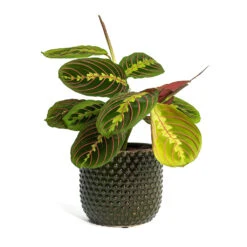 Maranta Leuconeura Var. Erythroneura - Herringbone Plant -HousePlants Shop Maranta leuconeura var erythroneura Herringbone Plant Bolino Plant Pot Green 7ac46df7 9178 4695 b4b0 51386cf4f9b0