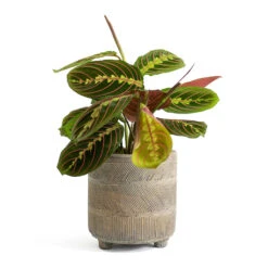 Maranta Leuconeura Var. Erythroneura - Herringbone Plant -HousePlants Shop Maranta leuconeura var erythroneura Herringbone Plant Nola Plant Pot Shiny Earth 883c1cc3 2ee9 4e57 a92a 3ee494c93a29