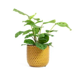 Maranta Leuconeura Var. Kerchoveana - Rabbit's Foot -HousePlants Shop Maranta leuconeura var kerchoveana Rabbits Foot Bolino Plant Pot Yellow 53c2e5d8 b95c 435b a0f2 48a1408d4639