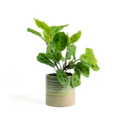 Maranta Leuconeura Var. Kerchoveana - Rabbit's Foot -HousePlants Shop Maranta leuconeura var kerchoveana Rabbits Foot Nikkie Plant Pot Ice Green d27420d7 a233 48cf b822 19ea5f0da6db