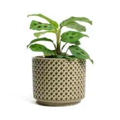 Maranta Leuconeura Var. Kerchoveana - Rabbit's Foot -HousePlants Shop Maranta leuconeura var kerchoveana Rabbits Foot Thies Plant Pot Olive Green d5b027c8 0fc2 43df 8322 8877e218b24e