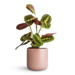 Maranta Leuconeura Var. Erythroneura - Herringbone Plant -HousePlants Shop Maranta leuconeura var. erythroneura Herringbone Plant 12x35cm Lisbon Plant Pot Pink Clay 15x15cm
