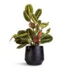 Maranta Leuconeura Var. Erythroneura - Herringbone Plant -HousePlants Shop Maranta leuconeura var. erythroneura Herringbone Plant 12x35cm Norell Plant Pot Black 18x16cm 1a9115a3 2dcd 4be6 acd7 cf0222ccb898