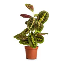Maranta Leuconeura Var. Erythroneura - Herringbone Plant -HousePlants Shop Maranta leuconeura var. erythroneura Herringbone Plant 12x35cm e4c5d1bb a62c 46b7 81eb 764fdcf23720