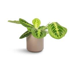 Maranta Leuconeura Var. Erythroneura - Lemon Lime -HousePlants Shop Maranta leuconeura var. erythroneura Lemon Lime 12x35cm Prague Plant Pot Taupe 13x13cm 6415b7e3 8295 49c2 832d 60673856952e