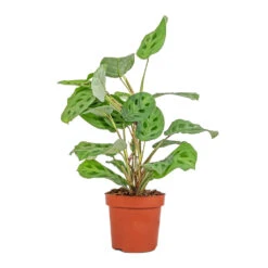 Maranta Leuconeura Var. Kerchoveana - Rabbit's Foot -HousePlants Shop Maranta leuconeura var. kerchoveana Rabbit s Foot 12x25cm 8924a100 4d4f 49e1 9eb2 1d7e7727da01