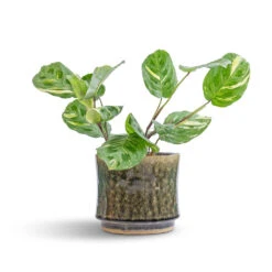 Nolan Plant Pot - Pine -HousePlants Shop Maranta leuconeura var. kerchoveana Variegated Rabbit s Foot 12x25cm Nolan Plant Pot Pine 17x15cm 7 45de311c ec2d 4c88 abbc 5147a60ed3d7