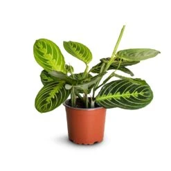 Maranta Leuconeura Var. Erythroneura - Lemon Lime -HousePlants Shop Maranta leuconeura var.erythroneura Lemon Lime 12x35cm