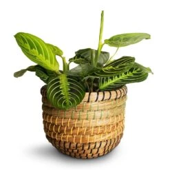 Maranta Leuconeura Var. Erythroneura - Lemon Lime -HousePlants Shop Maranta leuconeura var.erythroneura Lemon Lime 12x35cm Jane Plant Baskets Set of 5 Jungle Smallest