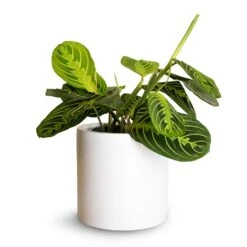 Puk Essentials Planter - Matt White -HousePlants Shop Maranta leuconeura var.erythroneura Lemon Lime 12x35cm Puk Planter Matt White 15x15cm fc18bf38 3c69 4fca b990 df9582477617