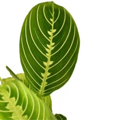 Maranta Leuconeura Var. Erythroneura - Lemon Lime -HousePlants Shop Marantaleuconeuravar.erythroneura LemonLime 1
