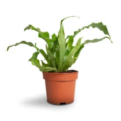 Microsorum Musifolium Crocodyllus - Crocodile Fern -HousePlants Shop Microsorum musifolium Crocodyllus Crocodile Fern 12x25cm 1 4301d9ee 8403 49f4 9b46 2a94c8eb88f5