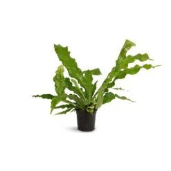 Microsorum Musifolium Crocodyllus - Crocodile Fern -HousePlants Shop Microsorum musifolium Crocodyllus Crocodile Fern 17x40cm