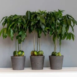 Mini Bucket Plant Pot - Black Washed -HousePlants Shop Mini Bucket Plant Pot Black Washed Houseplants