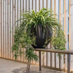 Mini Orb Kevan Plant Pot - Black Washed -HousePlants Shop Mini Orb Kevan Plant Pot Black Washed Spider Plant