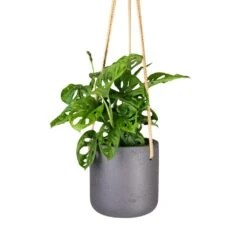 Charlie Hanging Plant Pot - Black Washed -HousePlants Shop Monstera adansonii Philodendron Monkey Mask 12x30cm Charlie Hanging Plant Pot Black Washed 15x15cm 56acb4f4 05ee 4967 9df7 1177acbc70b3