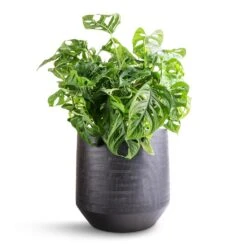 Monstera Adansonii - Philodendron Monkey Mask 29 Monstera Adansonii - Philodendron Monkey Mask -HousePlants Shop Monstera adansonii Philodendron Monkey Mask 19x50cm Norell Plant Pot Black 25x24cm