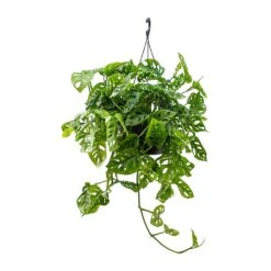 Monstera Adansonii - Philodendron Monkey Mask 30 Monstera Adansonii - Philodendron Monkey Mask -HousePlants Shop Monstera adansonii Philodendron Monkey Mask 28x40cm v2