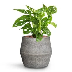 Harley Cement & Stone Plant Pot - Granite Grey -HousePlants Shop Monstera adansonii Philodendron Monkey Mask HydroCare Cement Stone Harley Plant Pot Granite Grey 53c6a442 84b2 4ab2 bef1 30b7551902c5