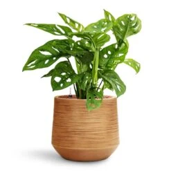 Monstera Adansonii - Philodendron Monkey Mask - HydroCare -HousePlants Shop Monstera adansonii Philodendron Monkey Mask HydroCare Dune Darcy Planter Almond
