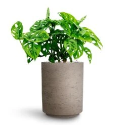 Suzi Plant Pot - Grey Washed -HousePlants Shop Monstera adansonii Philodendron Monkey Mask HydrocultureSuzi Plant Pot Grey Washed