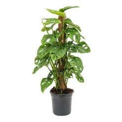 Monstera Adansonii - Philodendron Monkey Mask - Moss Pole 19 Monstera Adansonii - Philodendron Monkey Mask - Moss Pole -HousePlants Shop Monstera adansonii Philodendron Monkey Mask Moss Pole 16x60cm