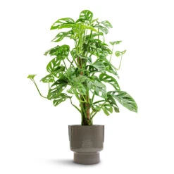 Aries Handles Plant Pot - Charcoal -HousePlants Shop Monstera adansonii Philodendron Monkey Mask Moss Pole 16x60cm Aries Handles Plant Pot Charcoal 19x20cm e5b3044e fe7b 42b2 be99 1af44f34a556