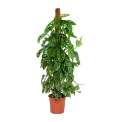 Monstera Adansonii - Philodendron Monkey Mask - Moss Pole 16 Monstera Adansonii - Philodendron Monkey Mask - Moss Pole -HousePlants Shop Monstera adansonii Philodendron Monkey Mask Moss Pole Large