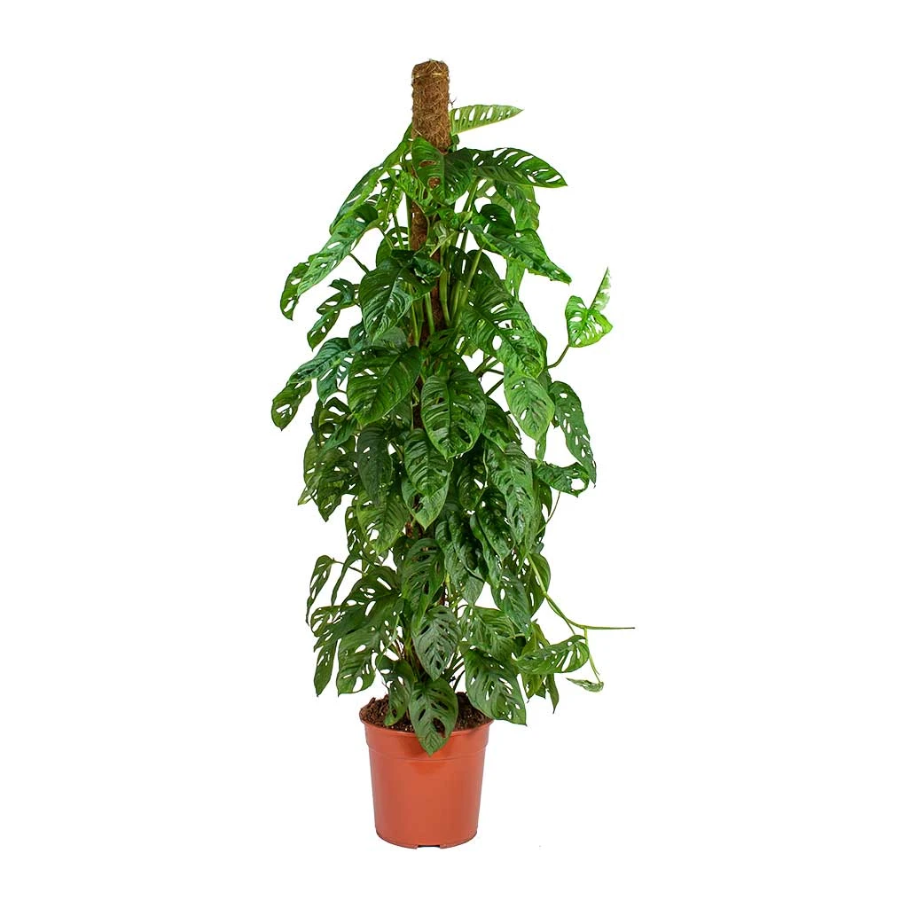 Monstera Adansonii - Philodendron Monkey Mask - Moss Pole 5 Monstera Adansonii - Philodendron Monkey Mask - Moss Pole - Image 3