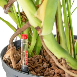 Monstera Deliciosa - HydroCare -HousePlants Shop Monstera deliciosa HydroCare 25 19x70cm dd65e43d 8fdb 4fd2 9fc3 90b638166c1d