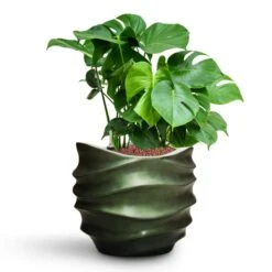 Monstera Deliciosa - HydroCare -HousePlants Shop Monstera deliciosa HydroCare Gradient Lee Couple Planter Matt Forest