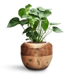 Monstera Deliciosa - HydroCare -HousePlants Shop Monstera deliciosa HydroCare Opus Raw Couple Planter Gold