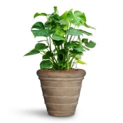 Treasure Selena Planter - Chalk Beige -HousePlants Shop Monstera deliciosa HydroCare Treasure Selena Planter Chalk Beige 50a11016 4d83 40cf 88d7 568c5e42d6d0