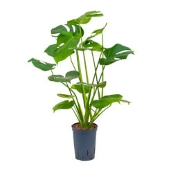 Monstera Deliciosa - HydroCare -HousePlants Shop Monstera deliciosa Hydroculture 15 19x55cm