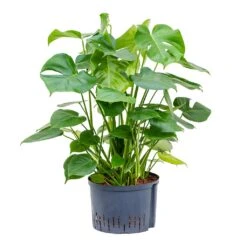 Monstera Deliciosa - HydroCare -HousePlants Shop Monstera deliciosa Hydroculture 28 19x85cm