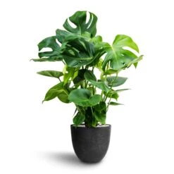 Monstera Deliciosa - HydroCare -HousePlants Shop Monstera deliciosa Hydroculture Bola Artstone Plant Pot Black