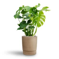 Monstera Deliciosa - HydroCare -HousePlants Shop Monstera deliciosa Hydroculture Chao Plant Pot Concrete