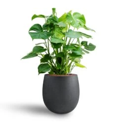 Monstera Deliciosa - HydroCare -HousePlants Shop Monstera deliciosa Hydroculture Grigio Balloon Plant Pot Anthracite Concrete 2