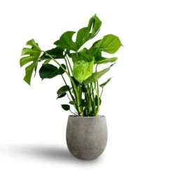 Monstera Deliciosa - HydroCare -HousePlants Shop Monstera deliciosa Hydroculture Grigio Balloon Plant Pot Natural Concrete