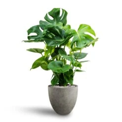 Monstera Deliciosa - HydroCare -HousePlants Shop Monstera deliciosa Hydroculture Grigio Egg Pot Planter Natural Concrete