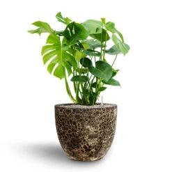 Monstera Deliciosa - HydroCare -HousePlants Shop Monstera deliciosa Hydroculture Lava Couple Relic Planter Black