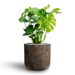 Luxe Lite Waterfall Cylinder Planter - Bronze -HousePlants Shop Monstera deliciosa Hydroculture Luxe Lite Waterfall Cylinder Planter Bronze 05793a49 d1a0 463b 8e75 c15fa652684a
