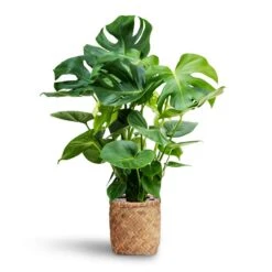 Zayn Bamboo Planter -HousePlants Shop Monstera deliciosa Hydroculture Zayn Bamboo Planter 7e1bc869 5f47 40a3 a23a cc66f565b733