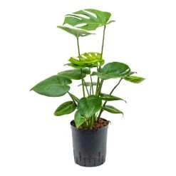 Monstera Deliciosa - HydroCare -HousePlants Shop Monstera deliciosa Indoor Plant Hydroculture 18 19x70cm