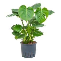 Monstera Deliciosa - HydroCare -HousePlants Shop Monstera deliciosa Indoor Plant Hydroculture 22 19x70cm