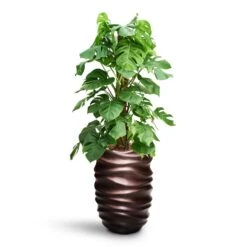 Gradient Lee Partner Planter - Matt Coffee -HousePlants Shop Monstera deliciosa Moss Pole HydroCare Gradient Lee Partner Planter Matt Coffee 5606cfb2 d1e1 4b7a 8b46 d21c2c65acb4