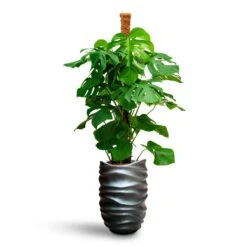 Gradient Lee Partner Planter - Matt Grey -HousePlants Shop Monstera deliciosa Moss Pole Hydroculture Gradient Lee Partner Planter Matt Grey